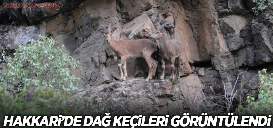 Hakkari’de dağ keçileri görüntülendi