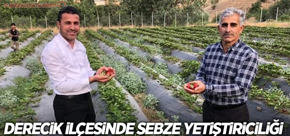 Derecik ilçesinde sebze yetiştiriciliği