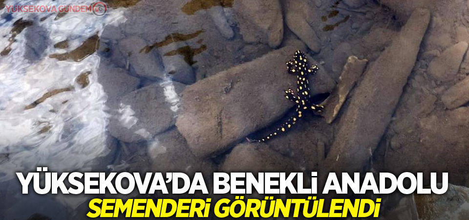 Yüksekova’da benekli Anadolu semenderi görüntülendi