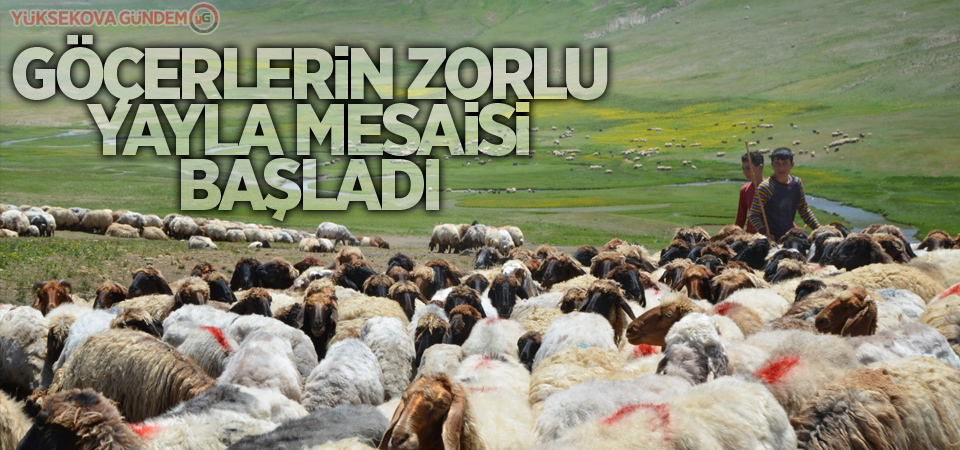 Göçerlerin zorlu yayla mesaisi başladı