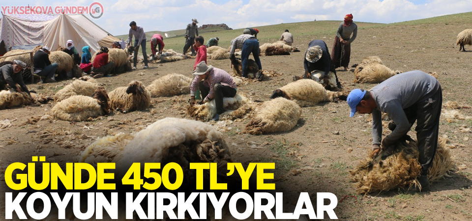 Günde 450 TL’ye koyun kırkıyorlar