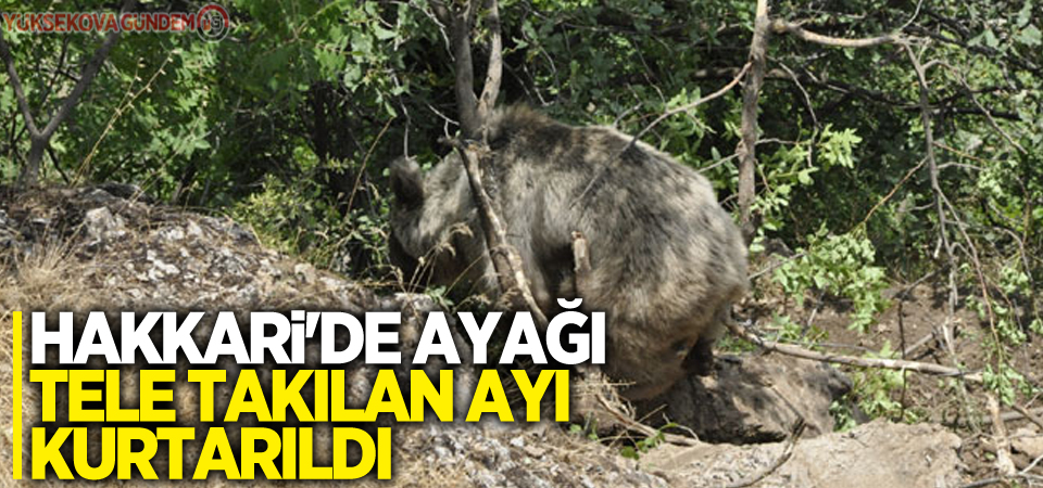 Hakkari'de ayağı tele takılan ayı kurtarıldı