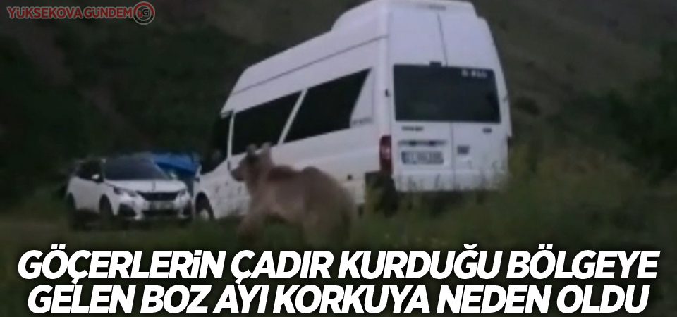 Göçerlerin çadır kurduğu bölgeye gelen boz ayı korkuya neden oldu