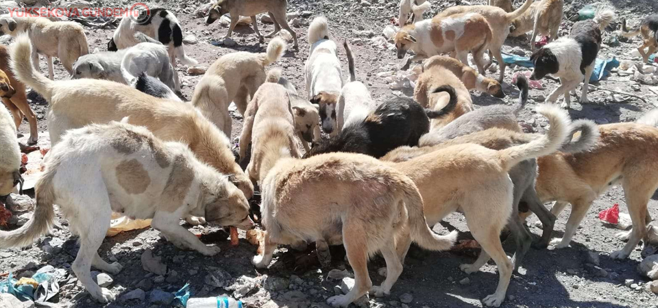 Hakkari’de sokak hayvanlarına yem bırakıldı