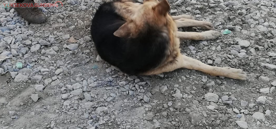 Hakkari’de zehirlenen köpekler tedavi altına alındı