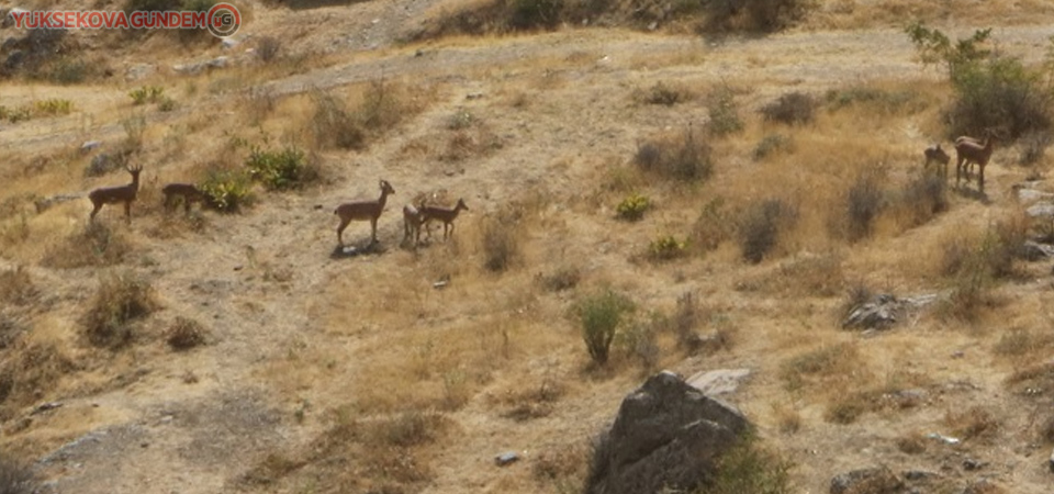 Hakkari’de yaban keçileri şehre indi