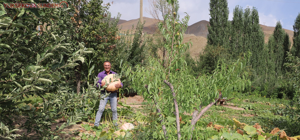 Hakkari’de 45 kiloluk bal kabağı yetiştirildi