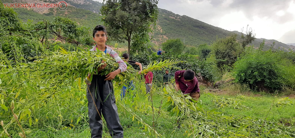 Hakkari’de susam hasadı başladı