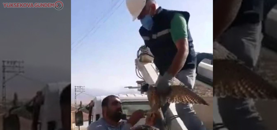 Ayağına kuş ölüsü bağlanan Şahin kurtarıldı