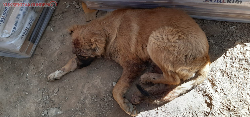 Ayağı kırılan köpek tedavi altına alındı