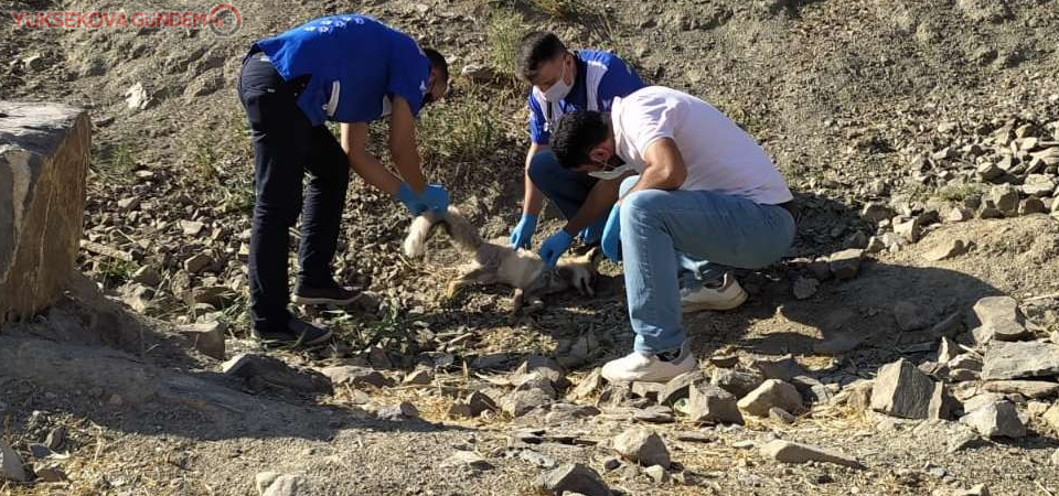 Hakkari’de zehirlenen tilki tedavi altına alındı