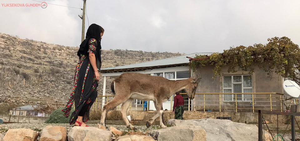 Dağ keçisine gözü gibi bakıyor