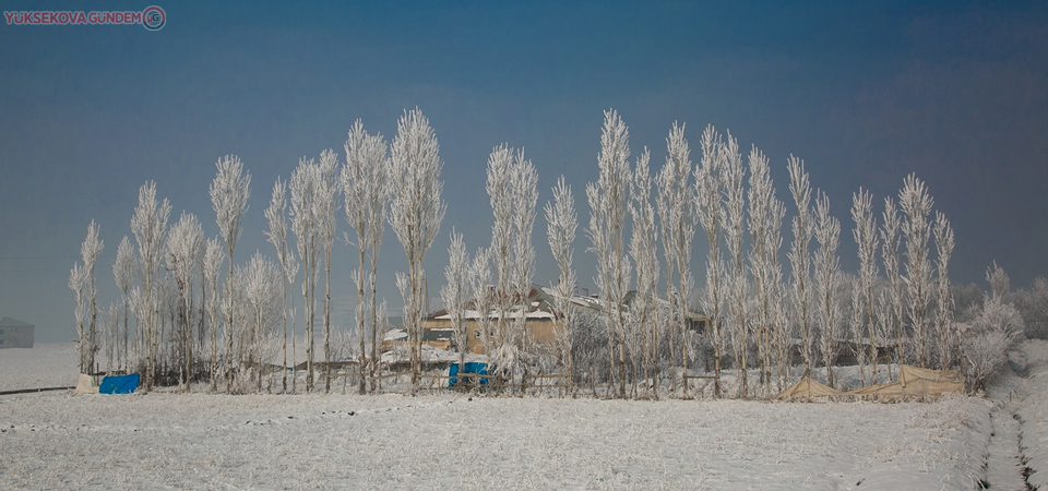Yüksekova'da ağaçlar dondu