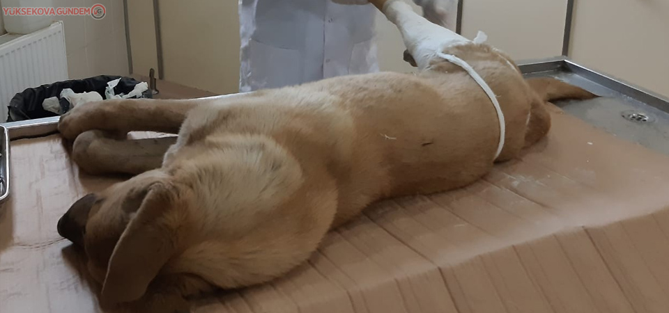 Aracın Çarptığı köpek tedavi altına alındı