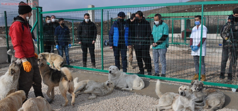 Yüksekova’da sokak hayvanları yeni evlerine kavuştu