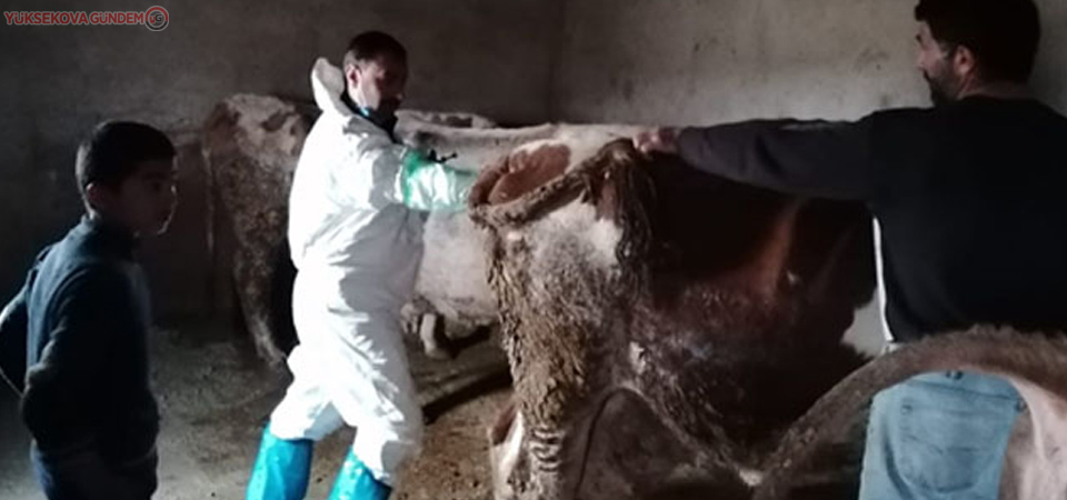 Van'da inekler suni olarak gebe bırakılıyor