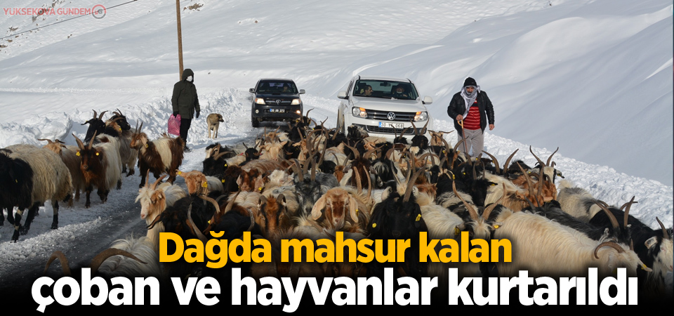 Dağda mahsur kalan çoban ve hayvanlar kurtarıldı