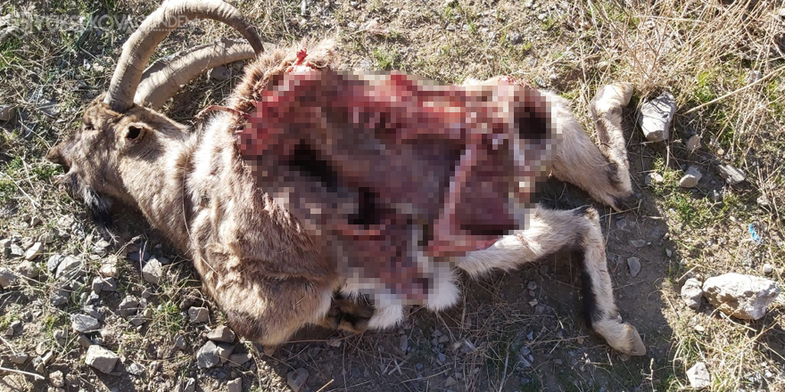 Hakkari’de yaban dağ keçisi ölü bulundu
