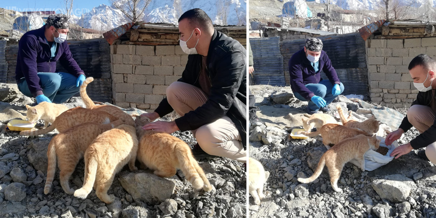 Hakkari’de sokak kedileri sevgiyle besleniyor