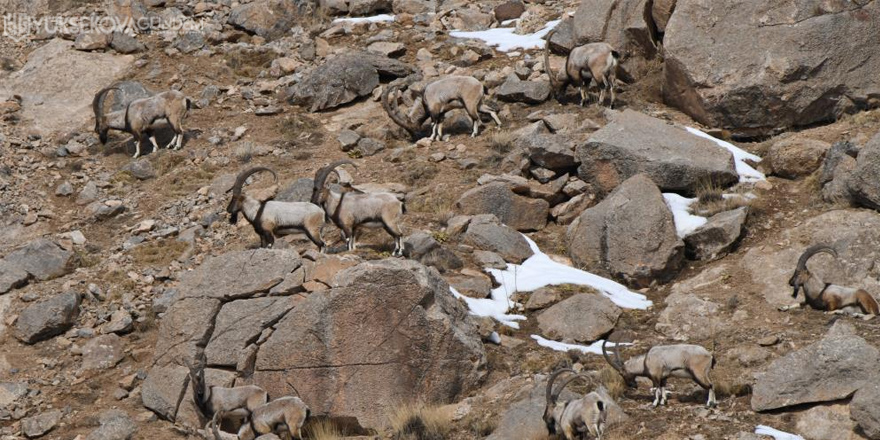 Van'da avcılardan korudukları yaban keçilerinin sayısı 500'ü buldu