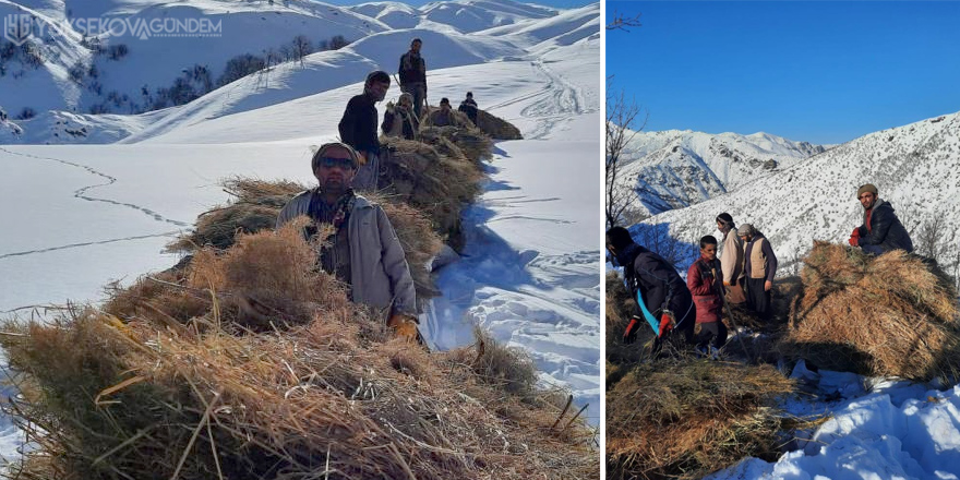 Şemdinli'de hayvanlar için dağlardan kızaklarla ot taşıyorlar