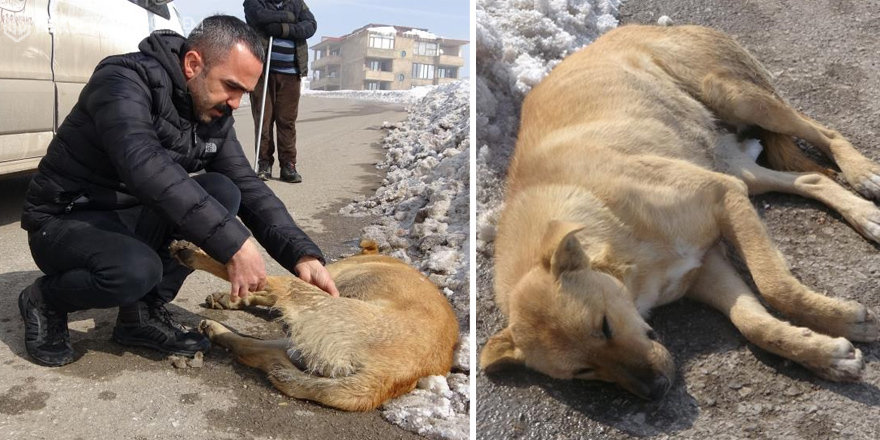 Yüksekova’da aracın çarptığı köpek tedavi altına alındı