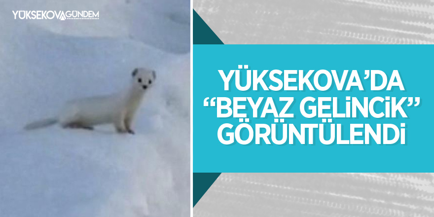 Yüksekova’da 'beyaz gelincik' görüntülendi