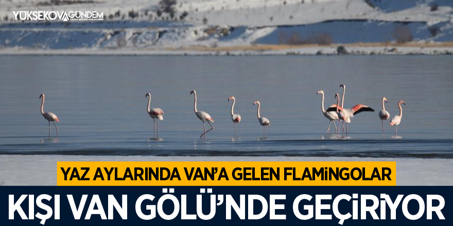 Yaz aylarında Van’a gelen flamingolar, kışı Van Gölü’nde geçiriyor