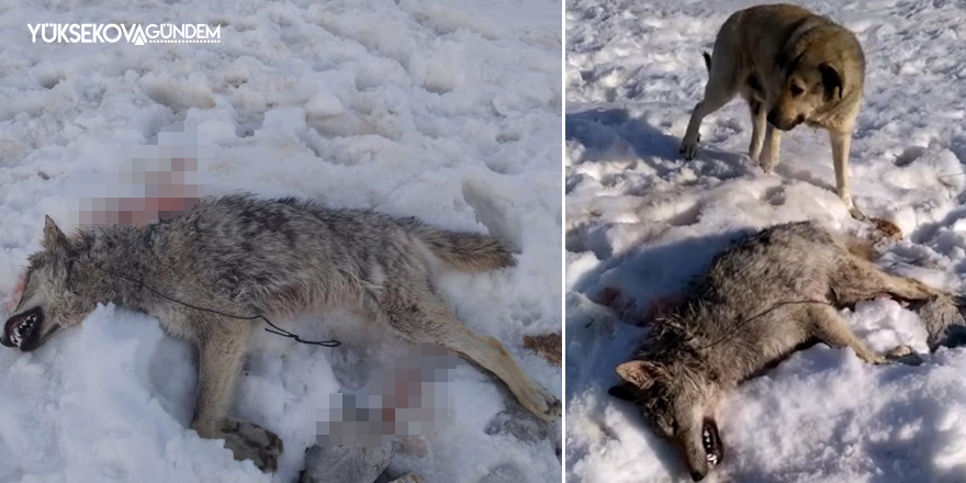 Yüksekova'da köye inen kurdu, sürüyü koruyan köpek öldürdü