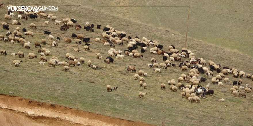 Yüksekova’da karların erimesiyle koyunlar meralara çıkmaya başladı