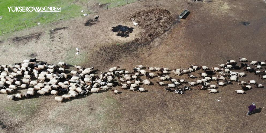 Yüksekova'da kuzuların anneleriyle buluşması renkli görüntüler oluşturdu