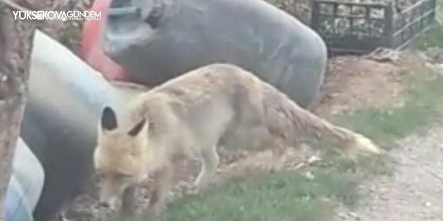 Hakkari: Köylülerin tilkilerle başı dertte