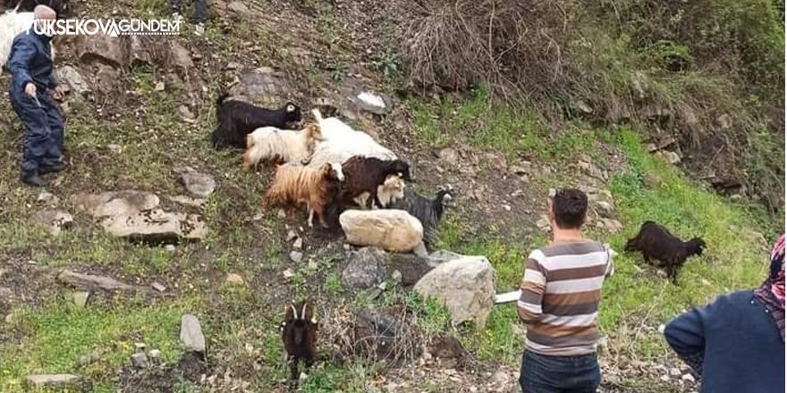 Çukurca’da çiftçilere 300 küçükbaş hayvan desteği