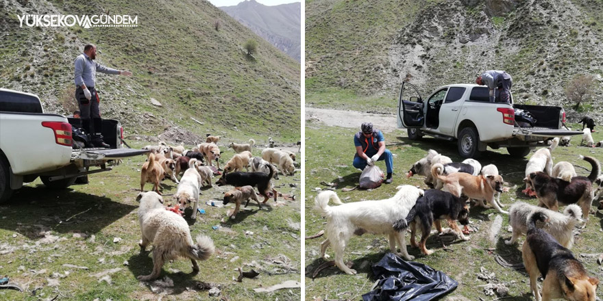 Hakkari'de sokak hayvanları için doğaya yiyecek bırakıldı