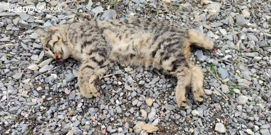 Hakkari'de aracın çarptığı yavru vaşak öldü