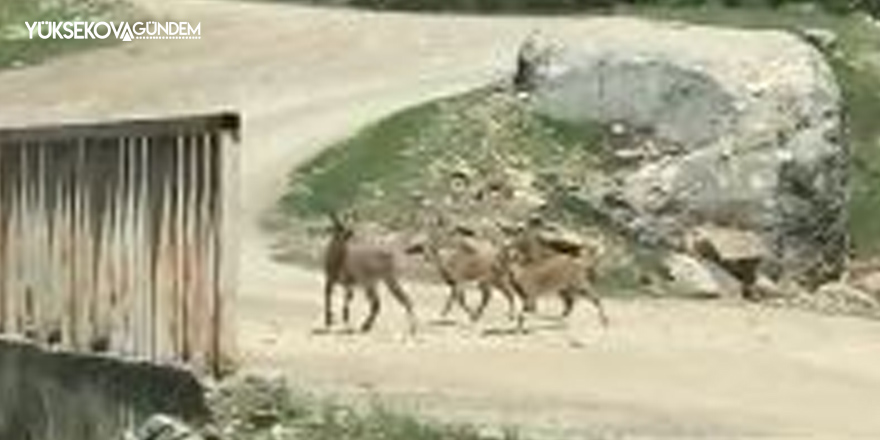 Şemdinli'de dağ keçileri görüntülendi