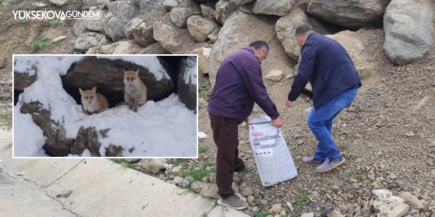 Hakkari'nin maskotu tilkiler için yiyecek bırakıldı