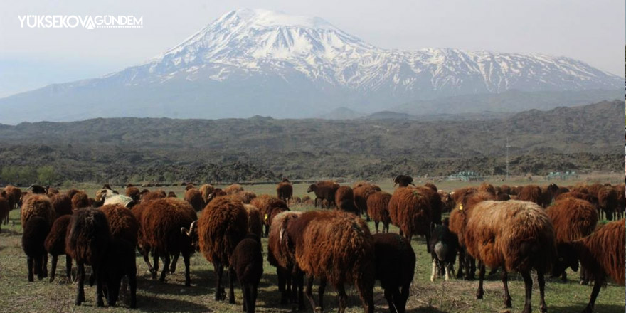 Besiciler Ağrı Dağı’nın yolunu tuttu