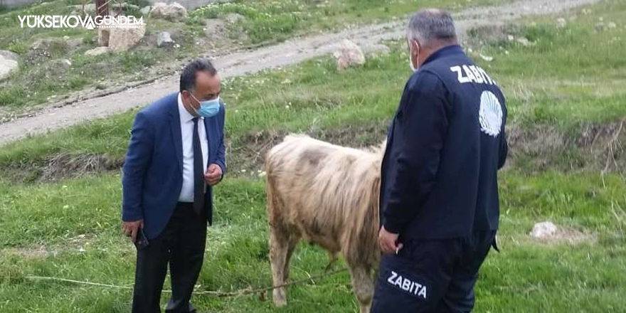 Hakkari'de başıboş bırakılan hayvanların sahiplerine idari ceza