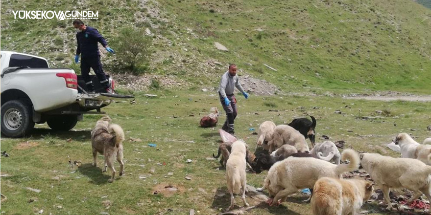 Kısıtlamada sokak hayvanları unutulmadı