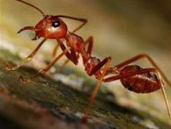 Kırmızı karıncalar depremi önceden biliyor