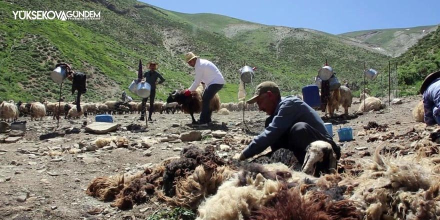 Yüksekova'da koyun kırpma mesaisi