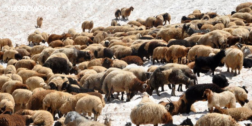 Koyunların 3000 rakımda kar keyfi