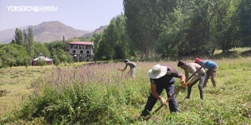 Şemdinli’de tırpanla ot biçme mesaisi