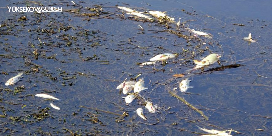 Yüksekova'da korkutan balık ölümleri