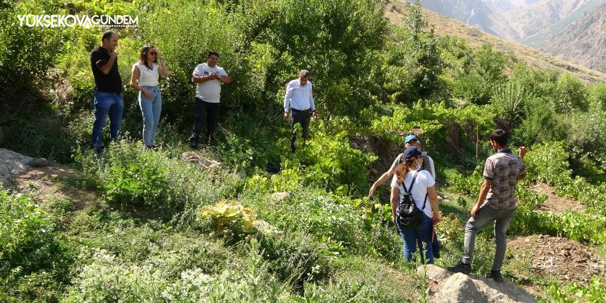 Yüksekova’daki yerli üzümler milli koleksiyon için kayıt altına alınıyor