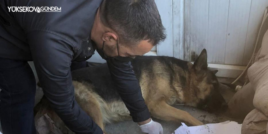 Belediye ekipleri 3 hayvanı kurtardı