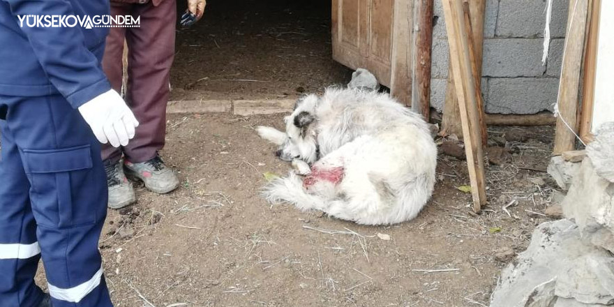 Aç kurtlar çoban köpeğini ağır yaraladı