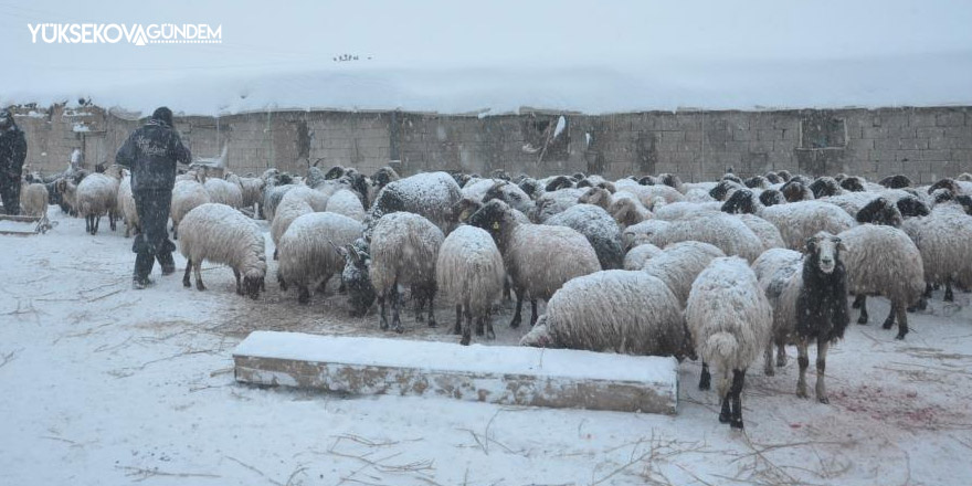 Yüksekova’da 14 koyun telef oldu