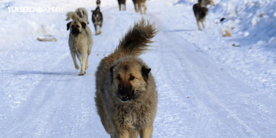 Van’da başıboş köpek dehşeti